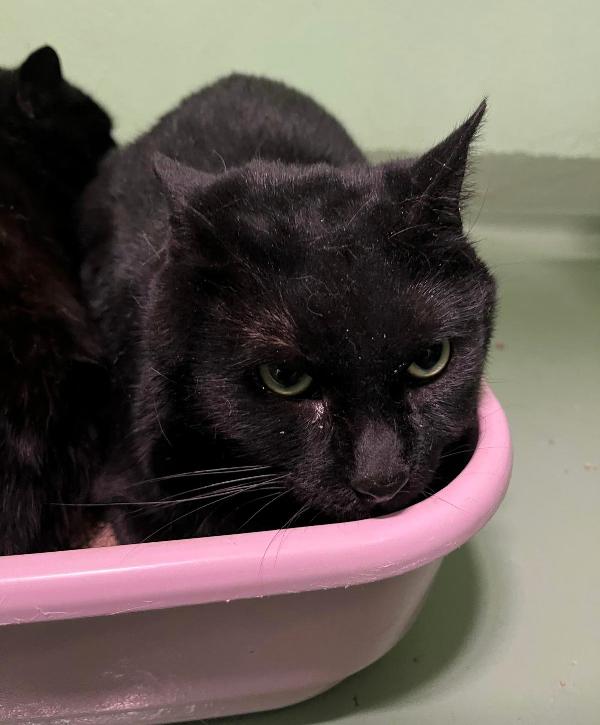 Bellissimi Gattini In Cerca Di Casa
